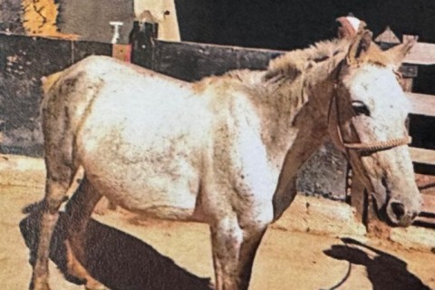 Serviço de recolhimento de animais de grande porte segue funcionando normalmente em Pedro Leopoldo