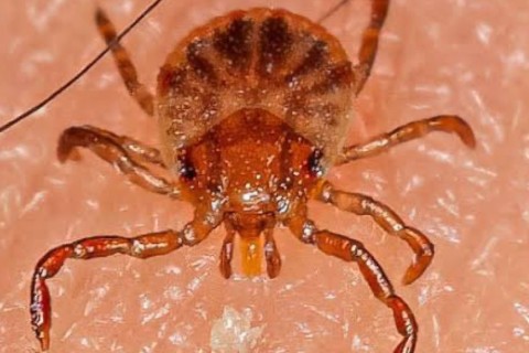 Pedro Leopoldo mantém controle e não registra novos casos de febre maculosa