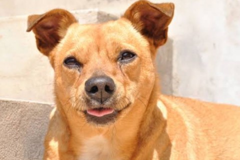 Vereadora Silvana Storino defende criação de Casa da Passagem para animais em Pedro Leopoldo