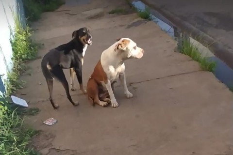 Moradores mobilizam busca por cadela para castração urgente em Pedro Leopoldo