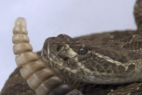 Cobra cascavel é capturada dentro da Faculdade de Pedro Leopoldo