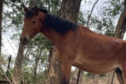 Seis cavalos são apreendidos nas proximidades do Parque Estadual do Sumidouro
