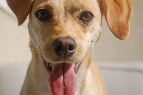 Vacinação antirrábica ocorre neste sábado (20) em Pedro Leopoldo, confira os locais