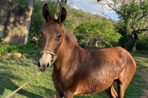 Setembro tem novas apreensões de cavalos soltos em vias públicas de Pedro Leopoldo