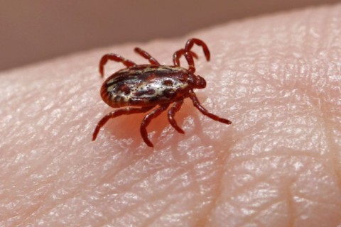 Secretaria de Estado de Saúde de Minas Gerais investiga morte de paciente por suspeita de febre maculosa em Matozinhos